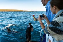 A great white shark glides onboard a Rodney Fox Shark Expeditions tour