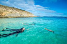 Snorkeling with Australian sea lions