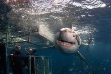 Surface Cage Diving with Rodney Fox Shark Expeditions