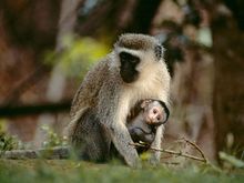 Vervet monkeys