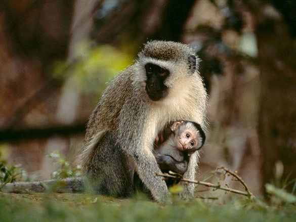 Vervet monkeys