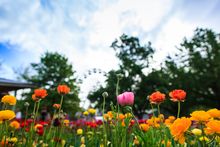 Floriade returns in 2014 with more than one million blooms on display throughout Commonwealth Park. 