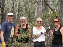 satisfied koala workers with some of the Boneseed weeds they've removed