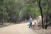 koala volunteers monitor every move of a wild koala