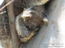 baby wild koala Moijerre, part of our research project