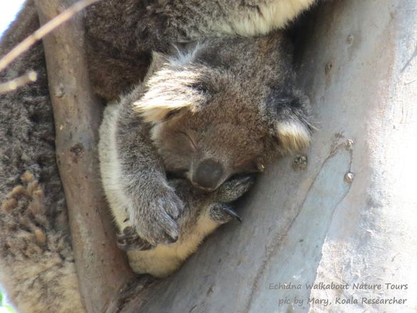 baby wild koala Moijerre, part of our research project