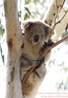 wild koala Pat