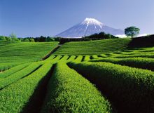 Shizuoka 