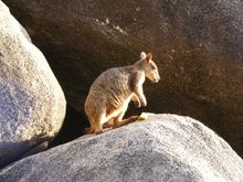 Proserpine Rock Wallaby, The Whitsundays