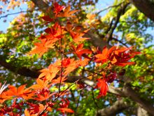 Mt Takao Autumn leaves