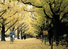 Meiji Jingu Gaien Ginkgo Trees