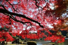 Shinjuku Gyoen 