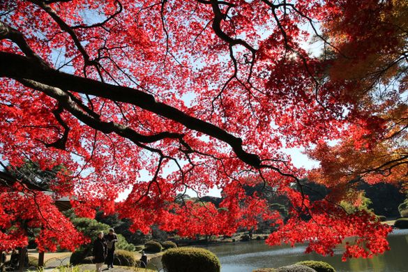 Shinjuku Gyoen Shinjuku Gyoen