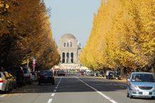 Meiji Jingu Gaien -Ginkgo Trees
