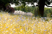 Meadow & Exterior 