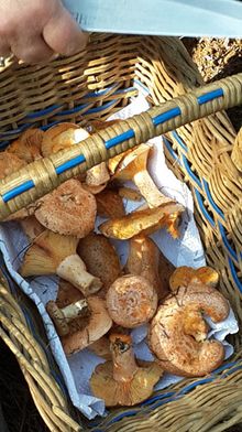 Delheim Wild Mushroom Hunt