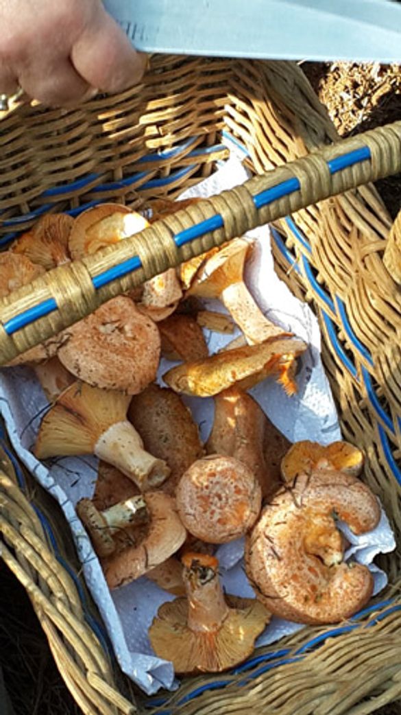 Delheim Wild Mushroom Hunt