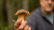 Gary Goldman -aka mushroom guru
