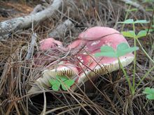 Delheim Wild Mushroom Hunt