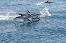 Dolphins in the Bay of Gibraltar