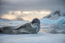 Paradise-Bay-Antarctica