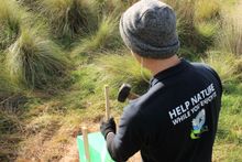 Planting trees for koalas