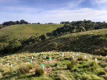 Trees planted for koalas in 2020