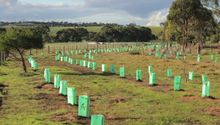 Koala trees planted 2020