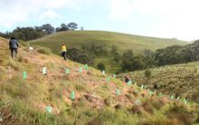 3000 of the 9000 koala trees planted by Echidna Walkabout in 2020