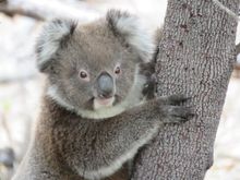 Koala joey Mimi in the You Yangs