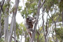 Koala mother and joey in the You Yangs