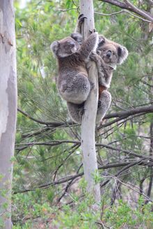 Koala mother & joey in the You Yangs