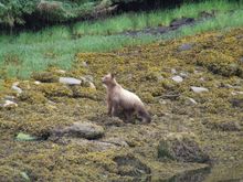 Bear in British Columbia, Canada