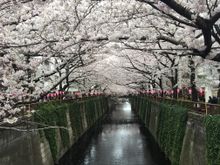 Cherry blossom in Toyko, Japan