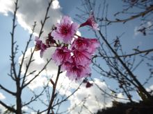 Cherry Blossom in Japan