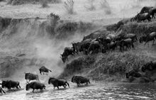 Great Migration crossing the Mara river, Kenya