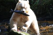 Kermode bear catching salmon, Princess Royal Island, British Columbia, Canada