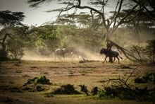 Wildebeest Migration Masai Mara, Kenya