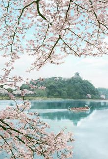 Inuyama Castle with sakura