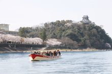 Inuyama Castle and Sakura with boat on Kiso River