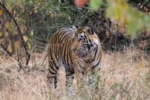 Tiger - Ranthambore National Park