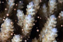 Genetic gold-mine of corals reproducing in 2020 coral spawning event on Great Barrier Reef