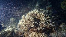 Coral spawning on Queensland's Great Barrier Reef on 5 December 2020