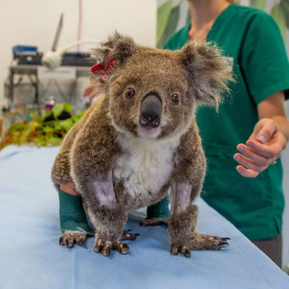 Ember the koala during rehabilitation