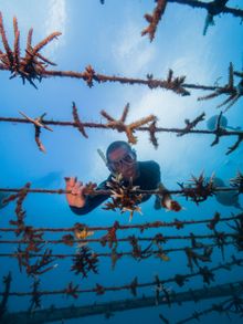 Coral nurseries