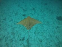 Rare ornate eagle ray