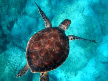 The Maldives is home to magical marine life. Photo by Randall Ruiz.