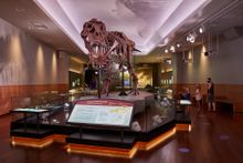 SUE the T. rex cast joins The Children's Museum of Indianapolis