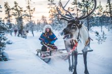 Reindeer safari in Sami, Sweden 