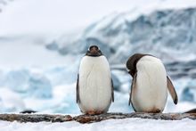 Antarctica is the place to be post pandemic